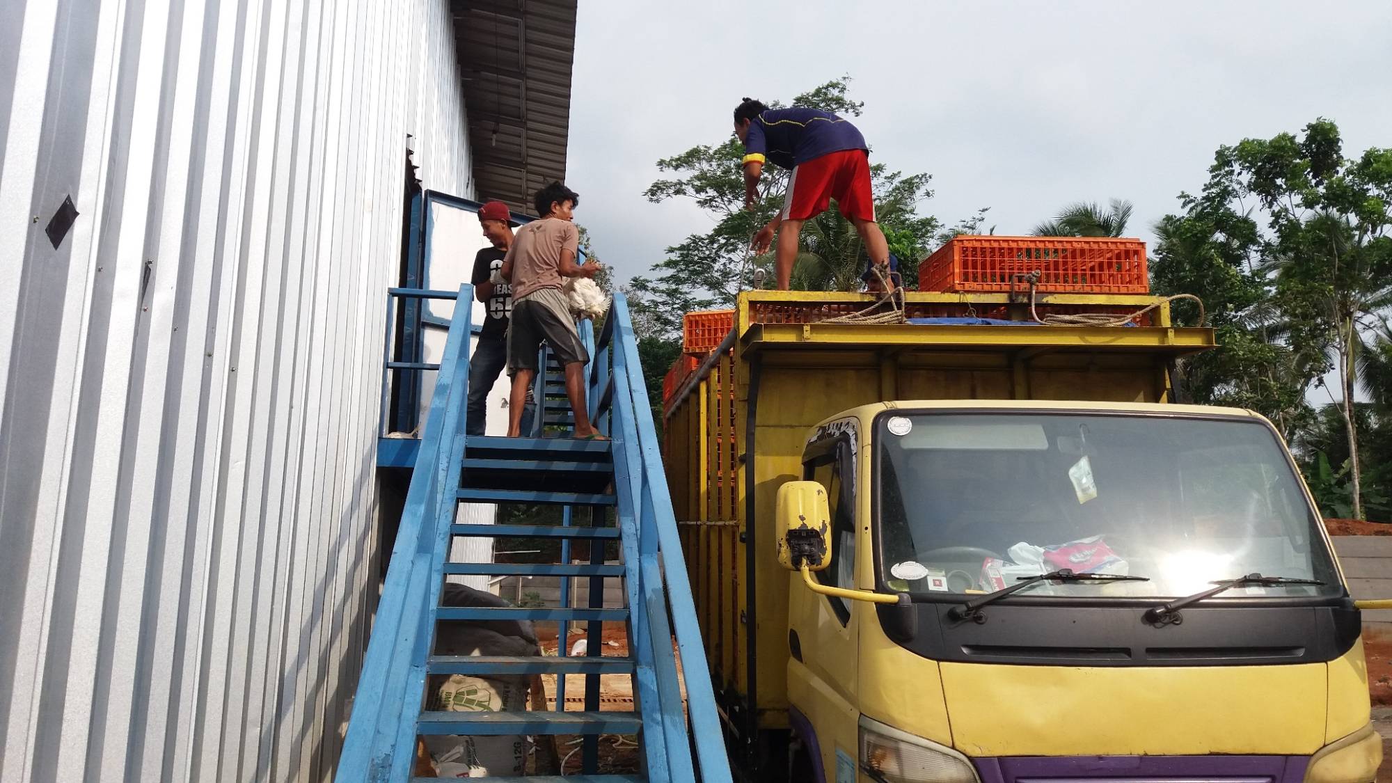 Pemberian Pakan Terjadwal